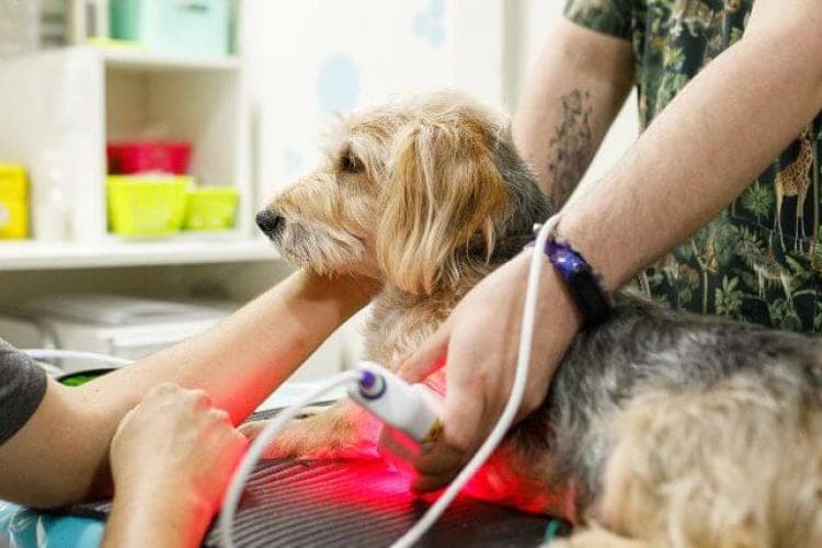 Healing with Light: A Deep Dive into Veterinary Laser Therapy