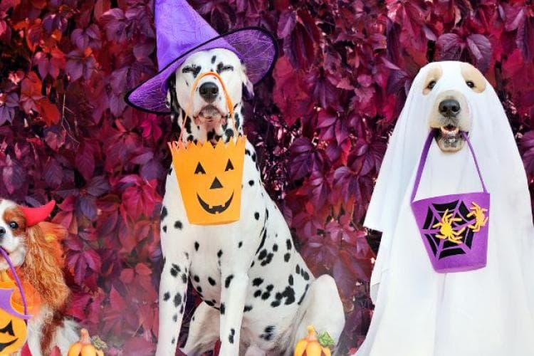 Homemade Halloween Treats for Dogs and Cats 