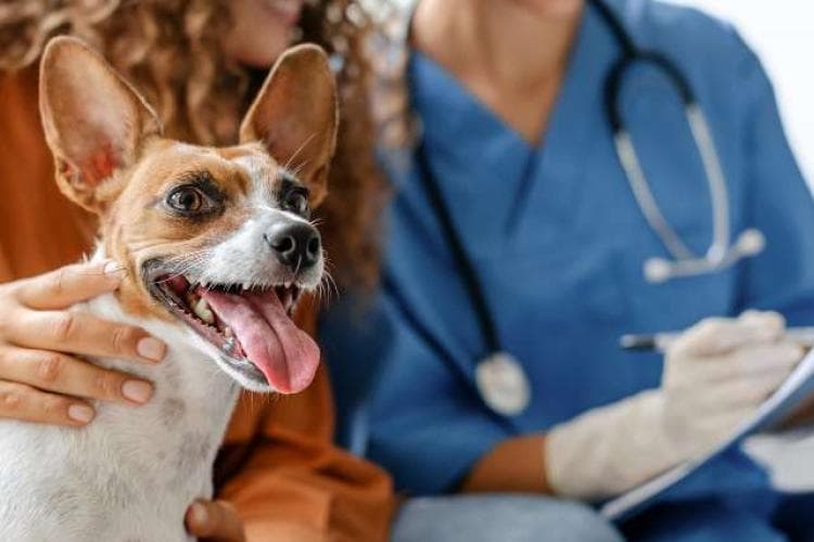 Small brown and white dog smiling  at local veterinarian's office, with owner and vet in the background
