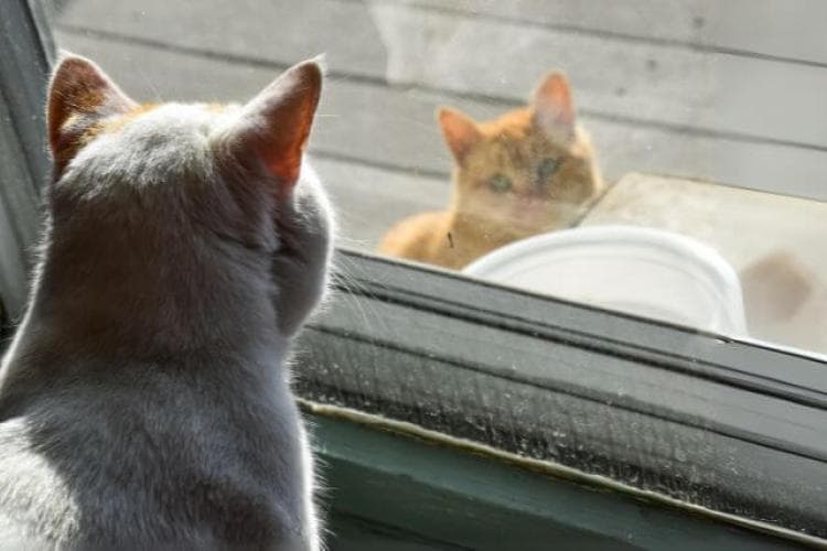 Whit indoor cat and orange outdoor cat looking through door.