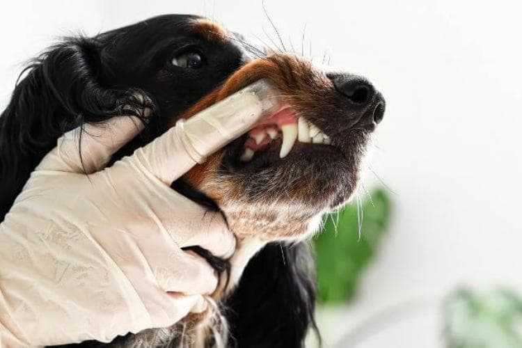 Inside the Canine Tooth: Exploring Endodontic Care for Dogs