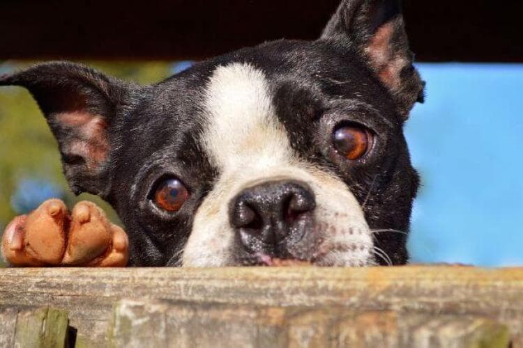 Boston Terrier looking over fence.