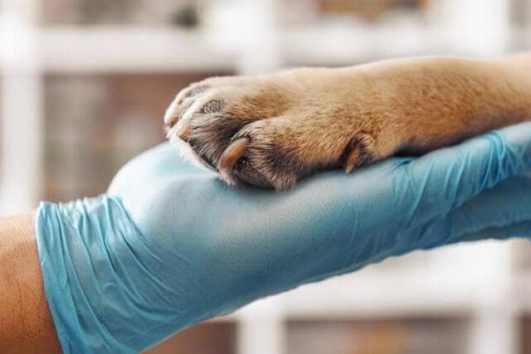Maximizing Canine Health: The Importance of Lab Work Through Your Dog's Life