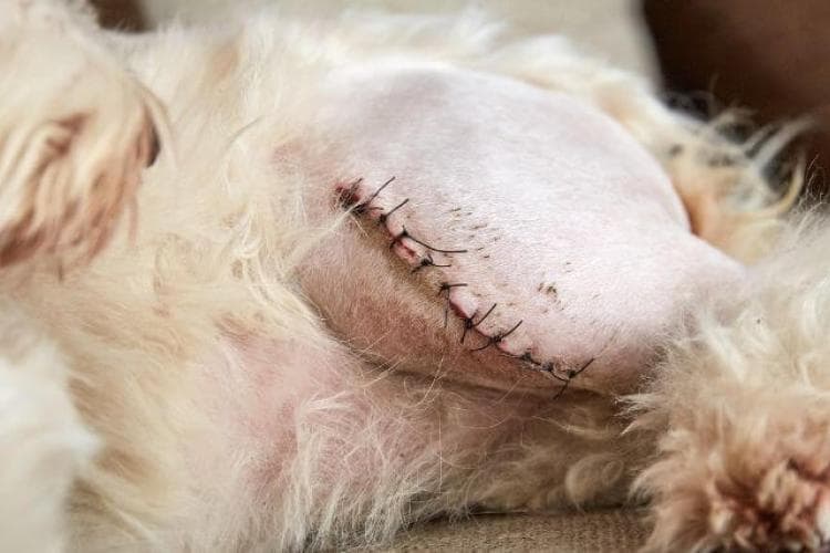 Post surgery of patella luxation in dog.