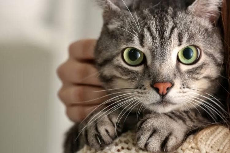 Newly adopted cat giving owner a hug.