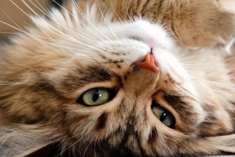 National Cat Health Month: Ensuring Your Feline Has a Long, Fulfilling Life