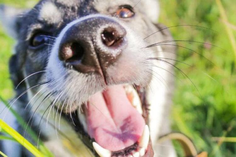 Navigating Canine Allergies in Spring: A Doctor’s Take