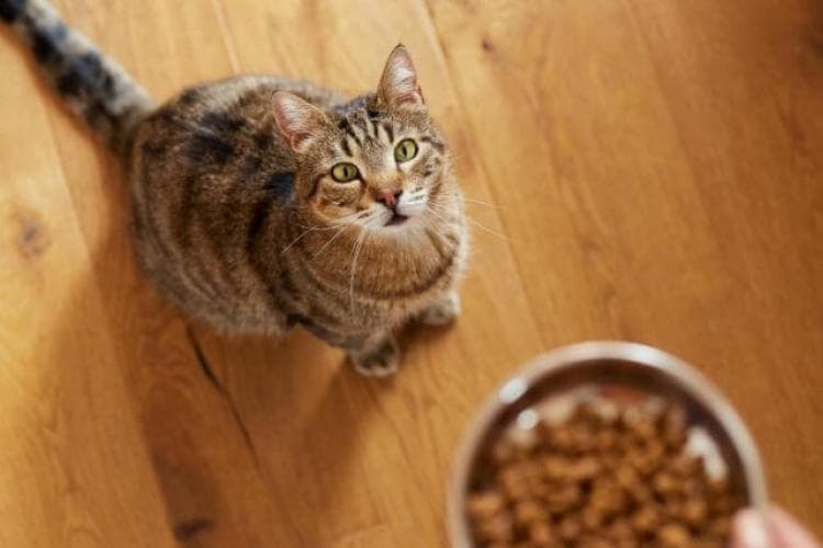 Tabby cat looking up at food bowl.