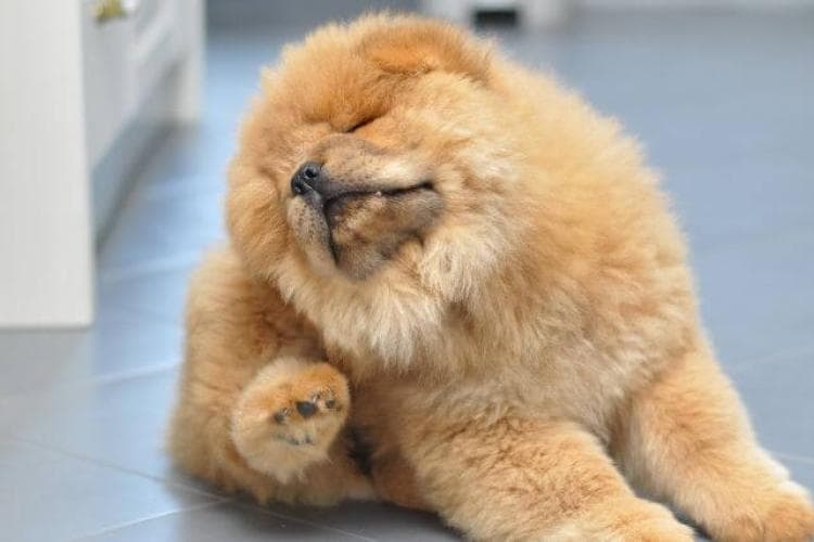 Pet Parasite Awareness: Preventing Common Springtime Infestations