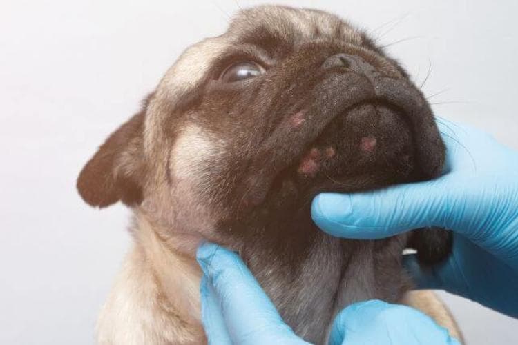 Phovia Fluorescent Light Therapy: A Breakthrough in Pet Dermatological Care