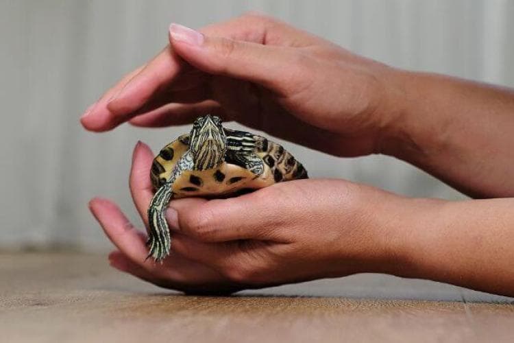 Turtle being gently held in owner's hands