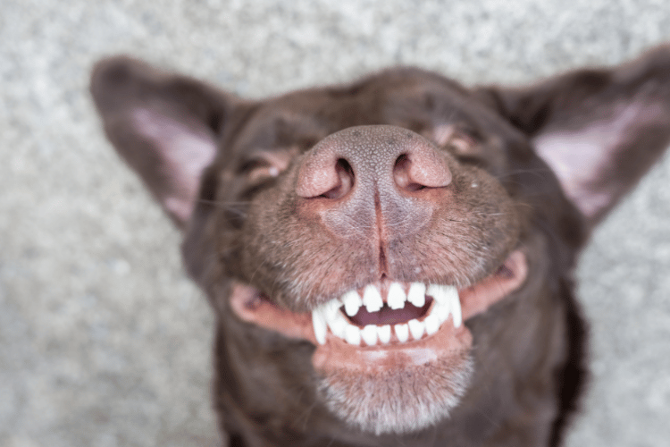 home dental care tips for dogs