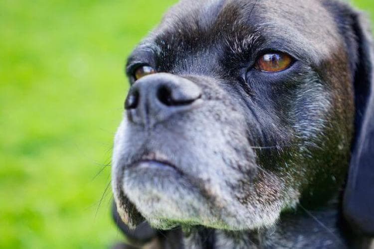 Senior Dog Care: A Focus on Silver Snouts and Aging Dog Wellness