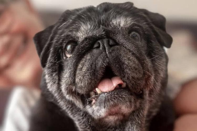 Senior Black Pug and owner cuddling at home.
