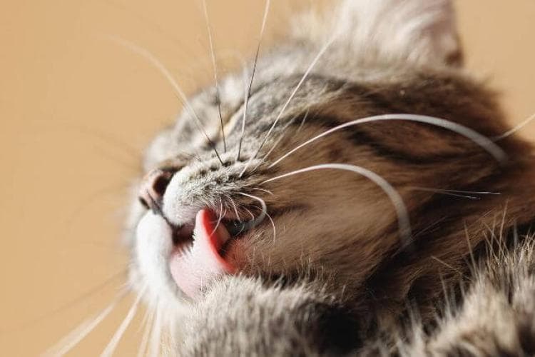 Tabby cat licking at paw, hairballs blog.