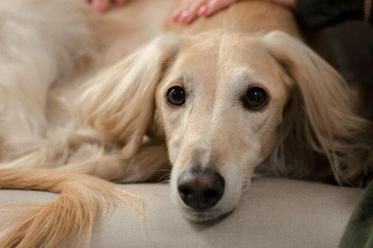 Dog showing signs of pain, resting on the couch with their owner