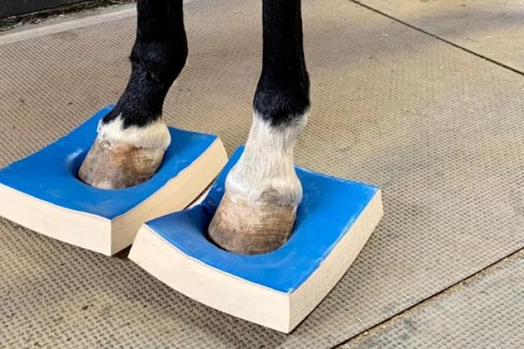 The Power of SURE FOOT® Stability Pads and Vitafloor® Vibration Therapy in Equine Care