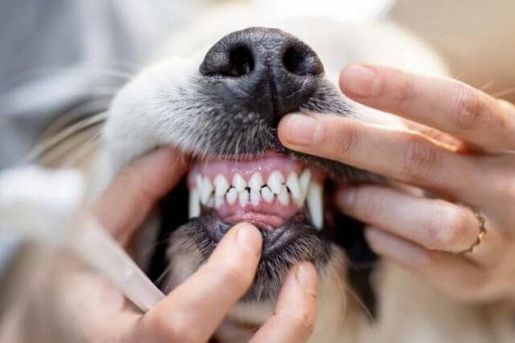 The Ultimate Dog Dental Guide: Nurturing Your Canine's Canines