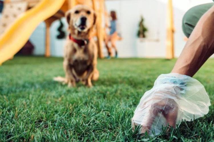 The Ultimate Guide to What Your Dog's Poop is Telling You