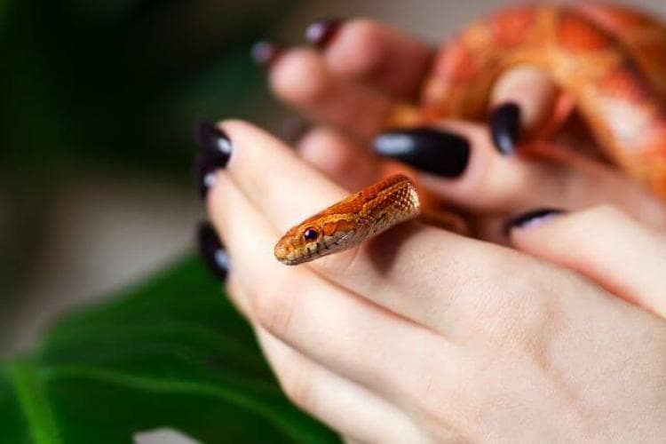 Pet corn snake and owner.