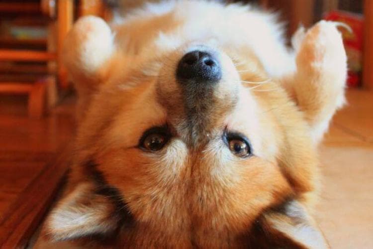 Top 7 Tips for Preventing and Addressing Pet Obesity