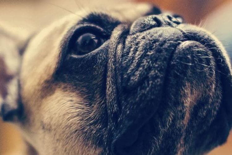 Uncovering Brachycephalic Obstructive Airway Syndrome in Dogs