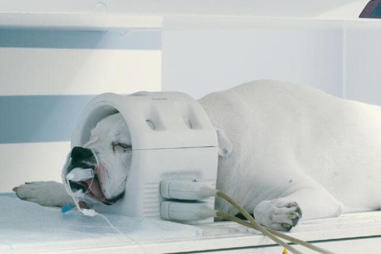 American bulldog getting ct scan