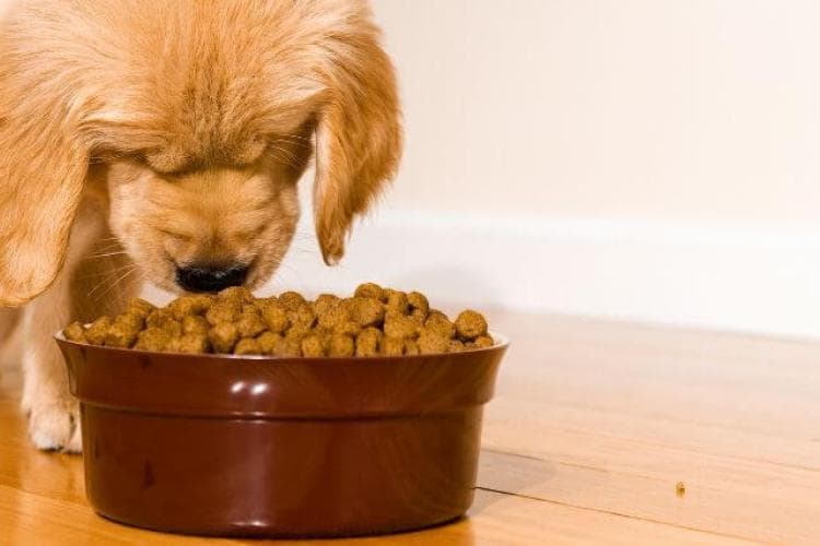 Golden Retriever Puppy eating food.