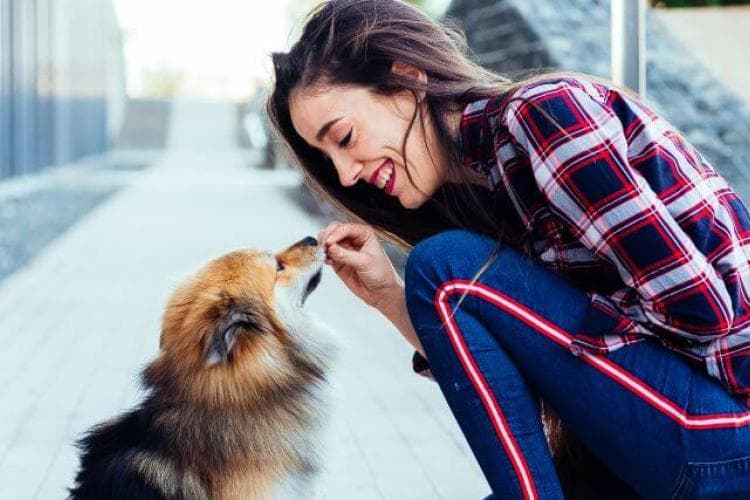 Unleashing Good Behavior: When’s the Right Time for Dog Training