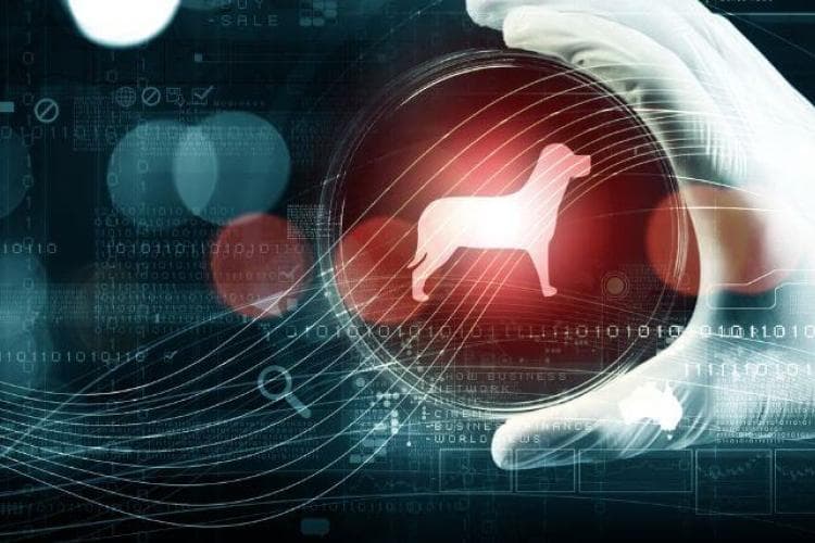 Unraveling the Mysteries: The Fascinating World of Pet DNA Testing