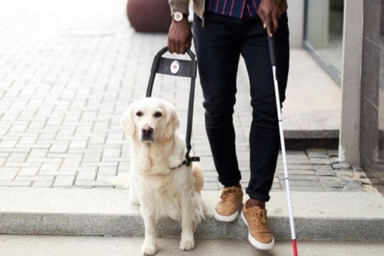 White Golden Retriever Service Dog for seeing impared.