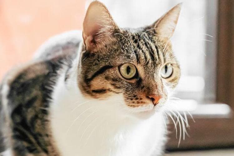 Brown and white cat with long whiskers