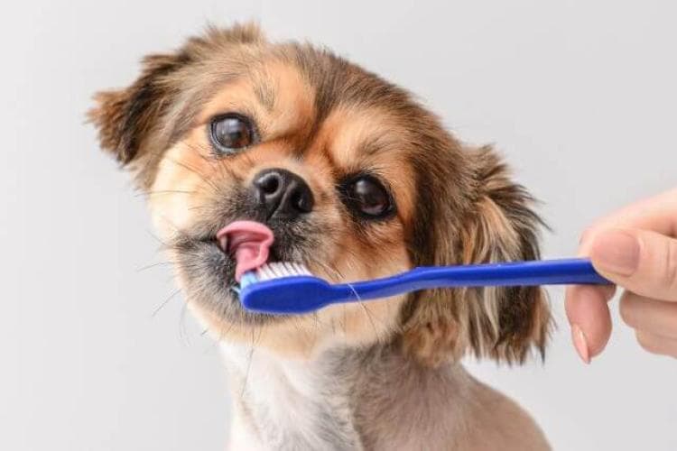Small dog brown dog licking blue dog toothbrush