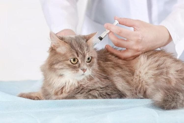 Cat receiving physical exam and vaccines at veterinary clinic.