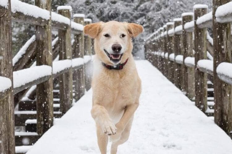 Dog running and playing outside in heavy snow on a bridge