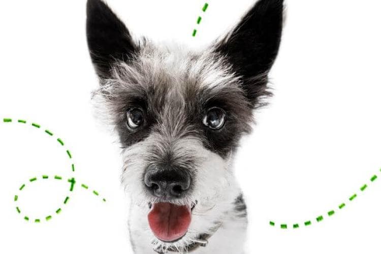 Year-Round Flea and Tick Prevention: Why It Matters Even in Winter