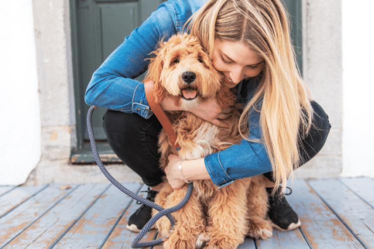 Addison's disease guide for dog parents.