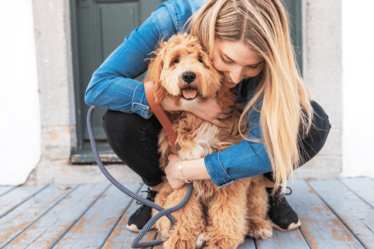 Addison's disease guide for dog parents.