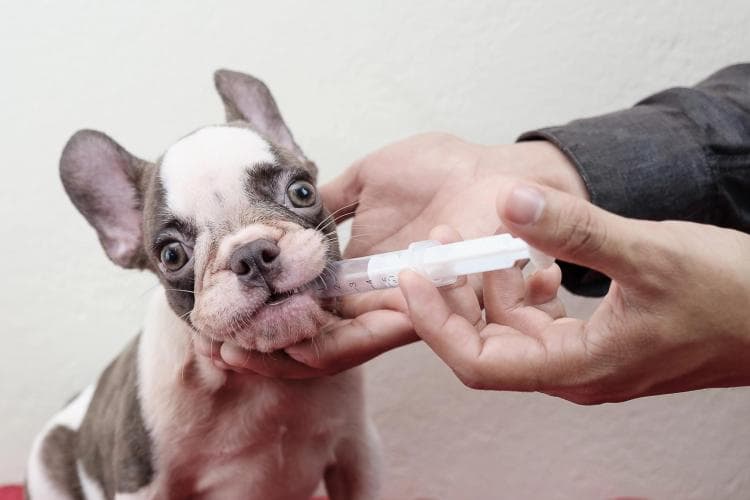 dangers of online pet prescriptions