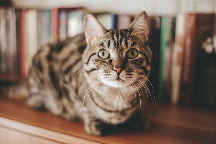 Cat pregnancy tips