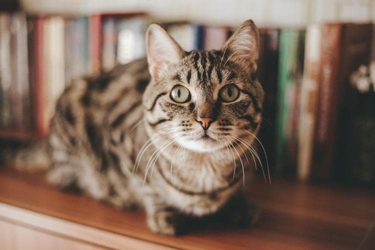 Cat pregnancy tips