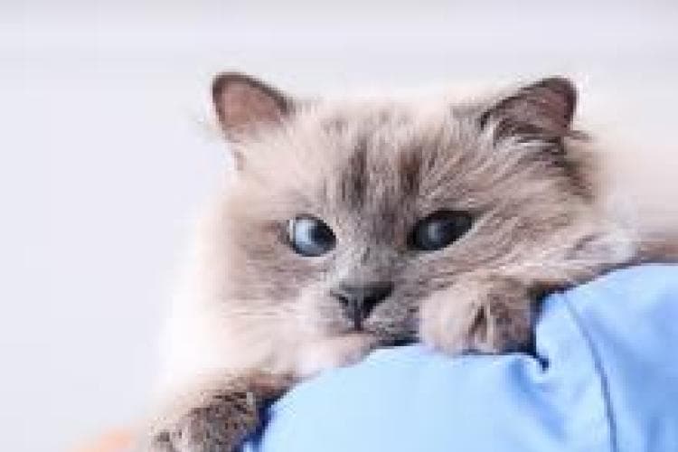 How to know when your cat needs the vet