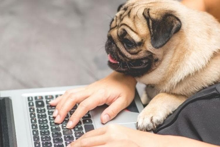 common dog behaviors and what they mean