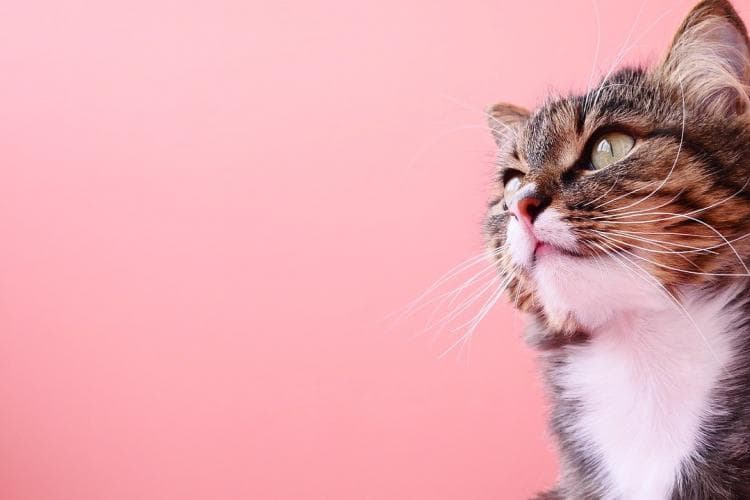 Cat glaucoma
