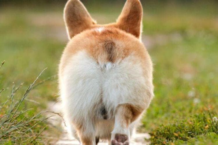 what you need to know about your pet's anal glands