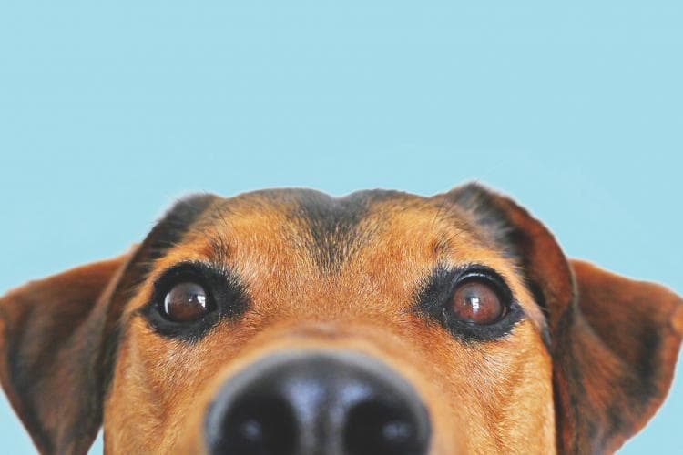 Dog New Year Resolutions