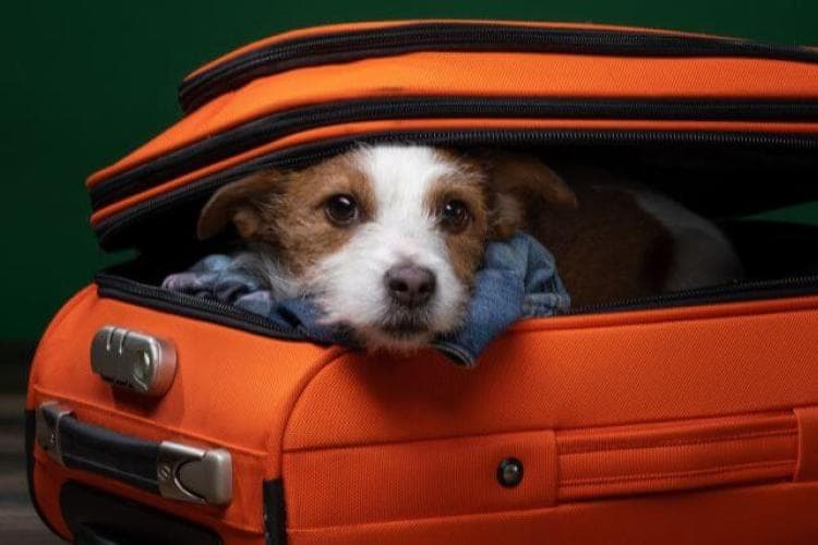 The Secret to Choosing the Best Dog Sitters and Dog Boarding Facilities