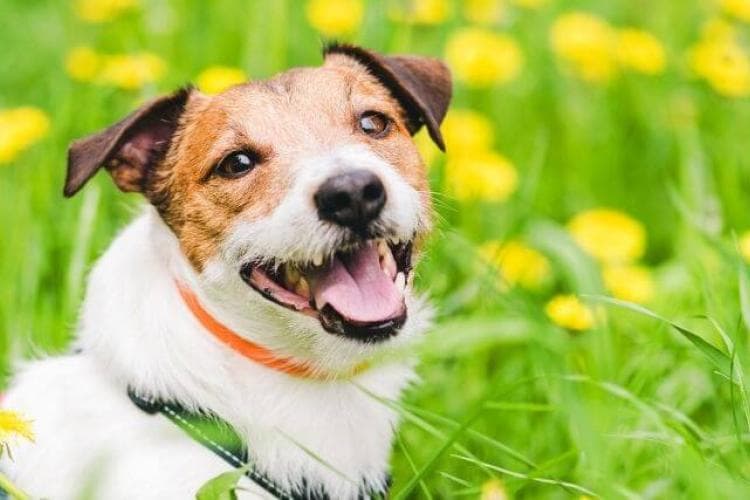 spring dog flea and tick prevention