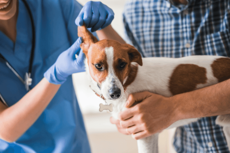 dog wellness exams