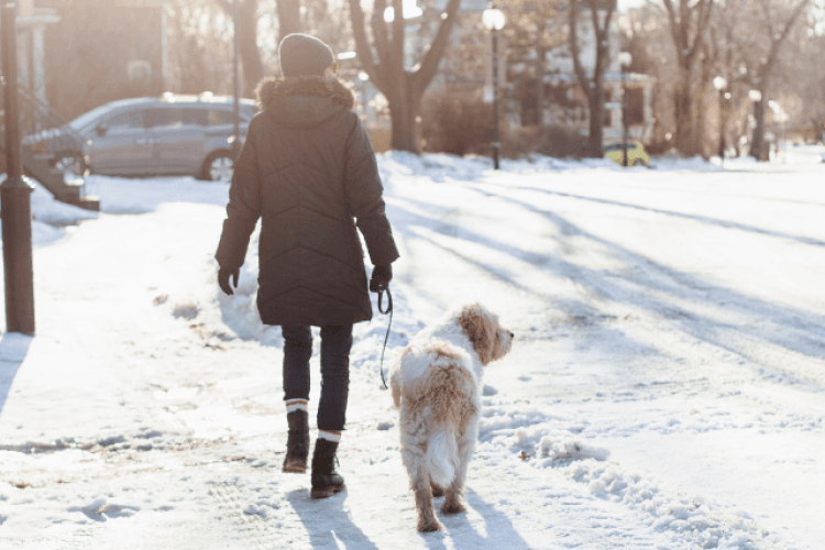 Exploring the Winter Wonderland: The Guide to Festive Walks with Your Dog